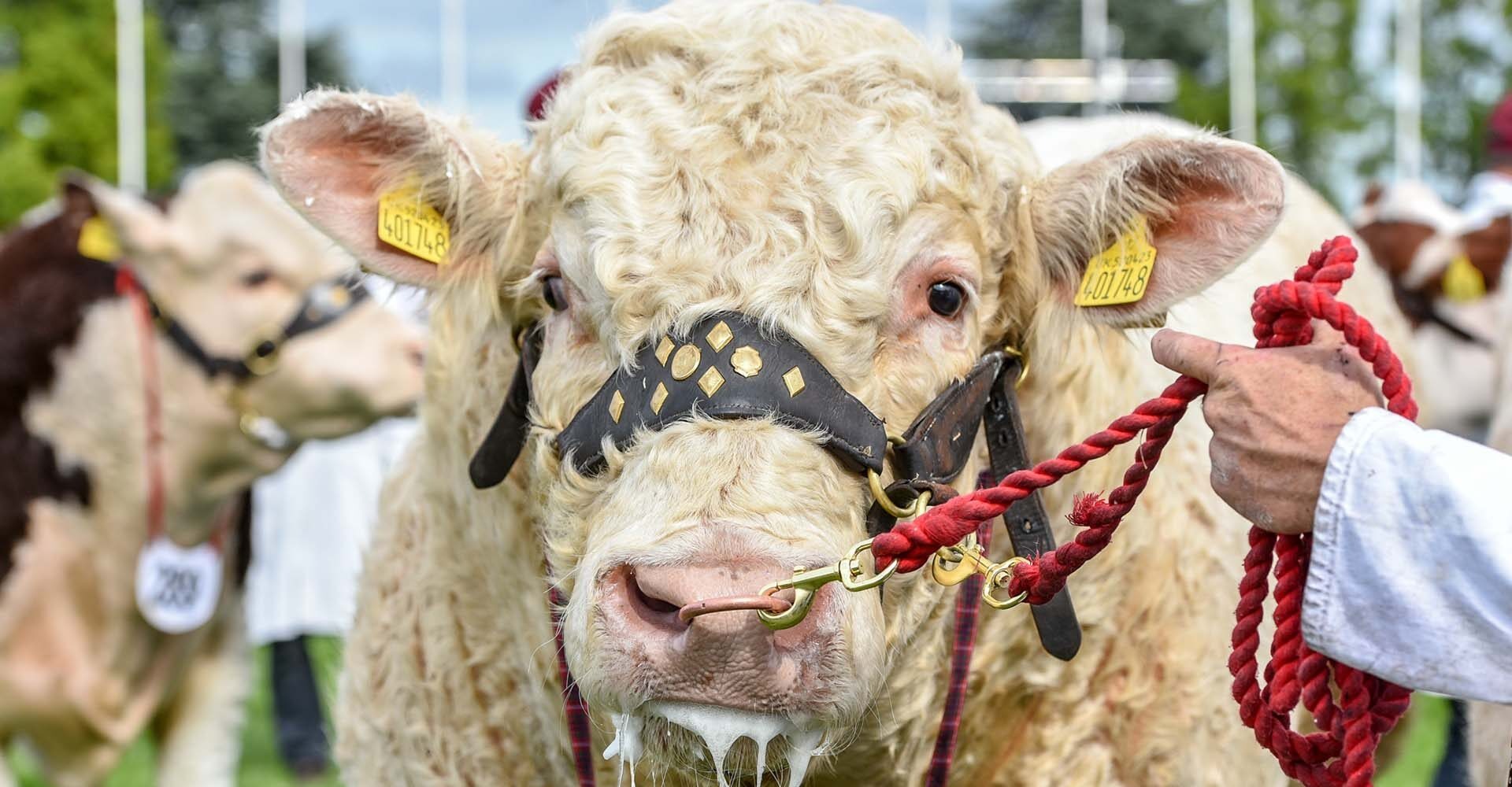 Krazy Horse will do Royal Norfolk and we’ll support.   Royal Norfolk Showground, 26th – 27th June 2024